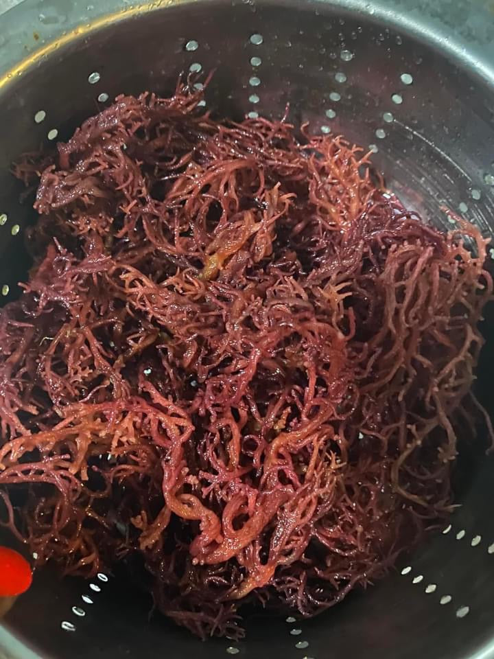 Purple Sea Moss