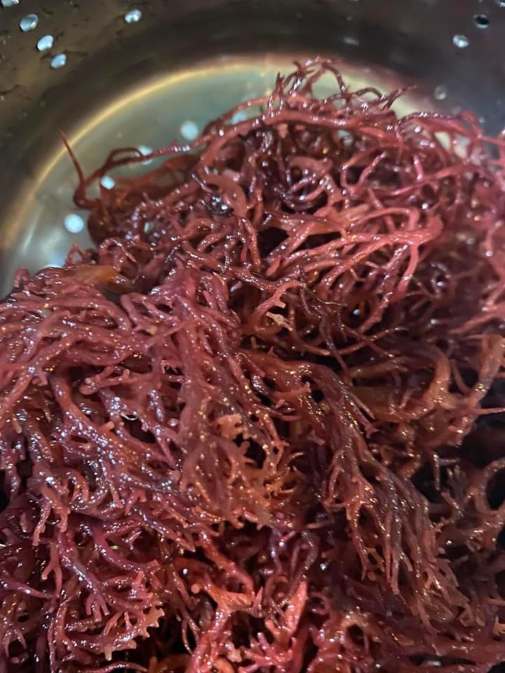 Purple Sea Moss